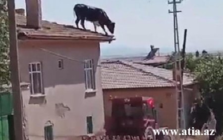 Türkiyədə qurbanlıq öküz dama çıxdı